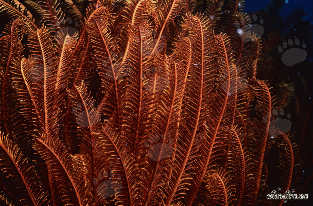 Étoile de mer colorée dans la lagune de Beqa, Fidji