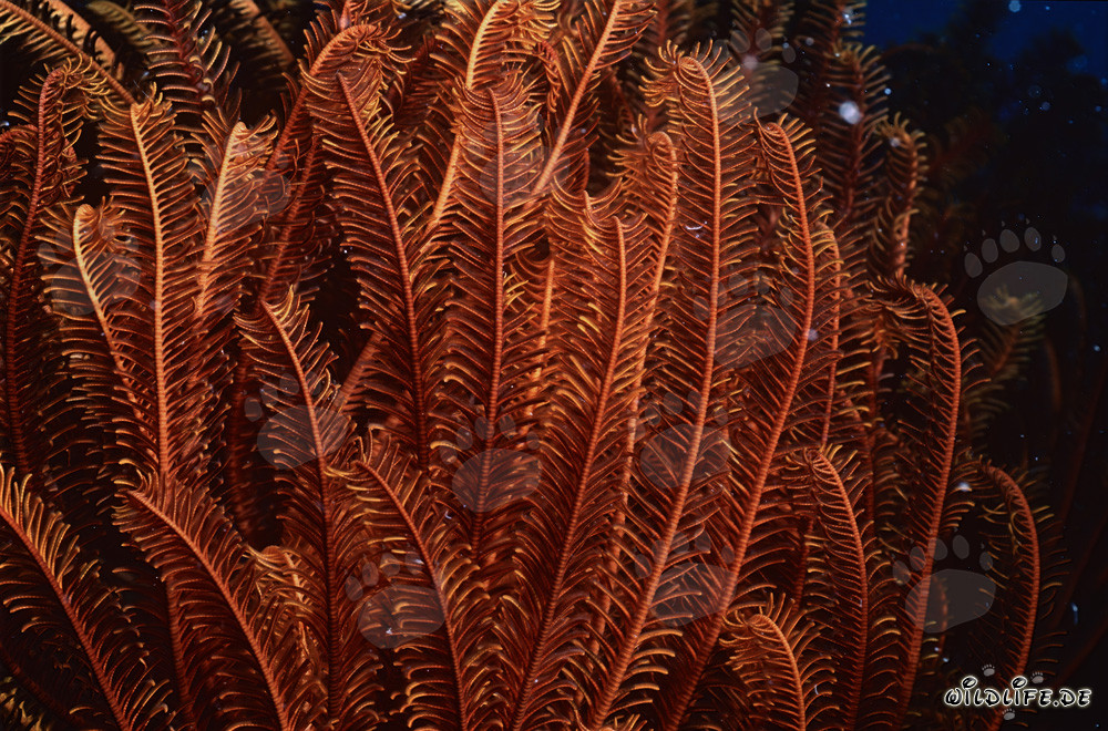 Colorful Feather Star in Beqa Lagoon, Fiji