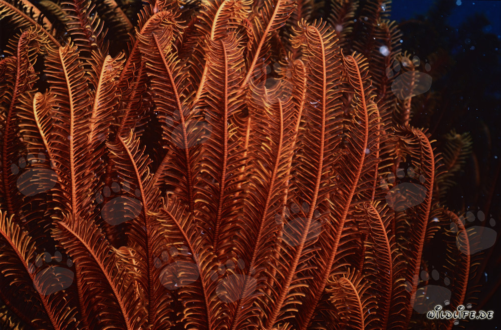Bunter Federstern in der Beqa Lagune, Fiji