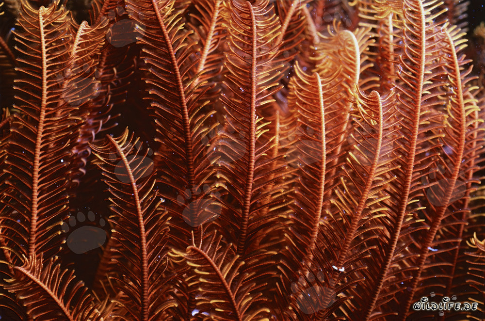 Capture fascinante d'une étoile de mer détaillée dans le Pacifique