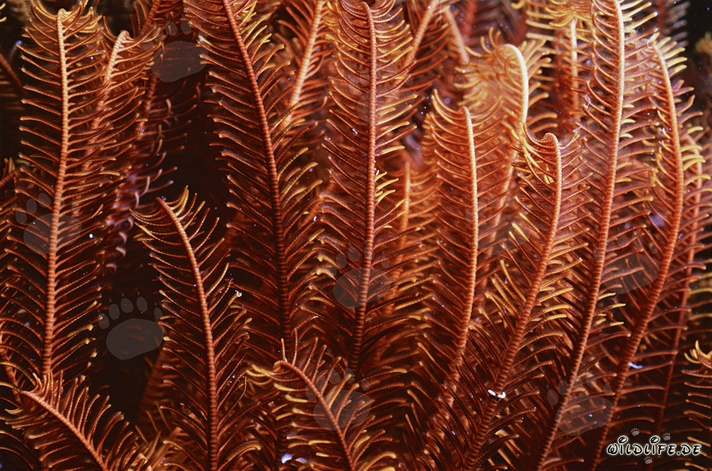 Fascinating feather star close-up in the Pacific Ocean