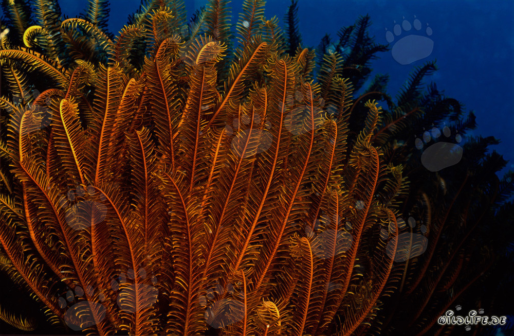 Étoile de mer colorée sur le récif de corail