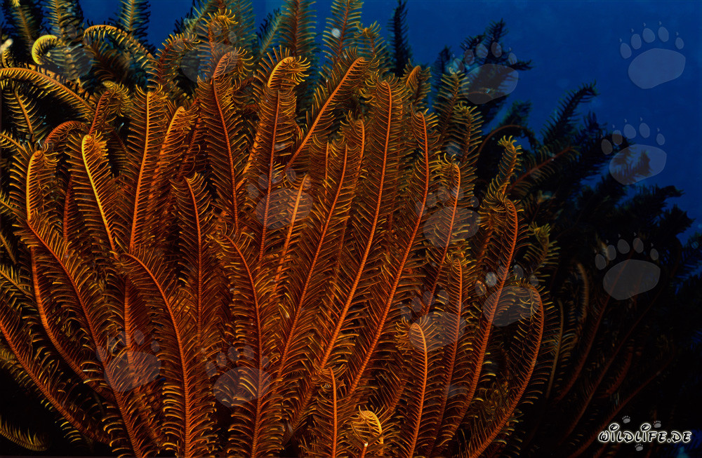 Colorful feather star at the coral reef