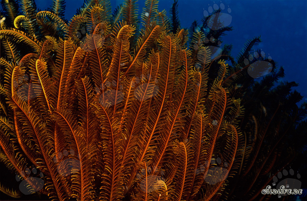 Stella marina colorata sulla barriera corallina
