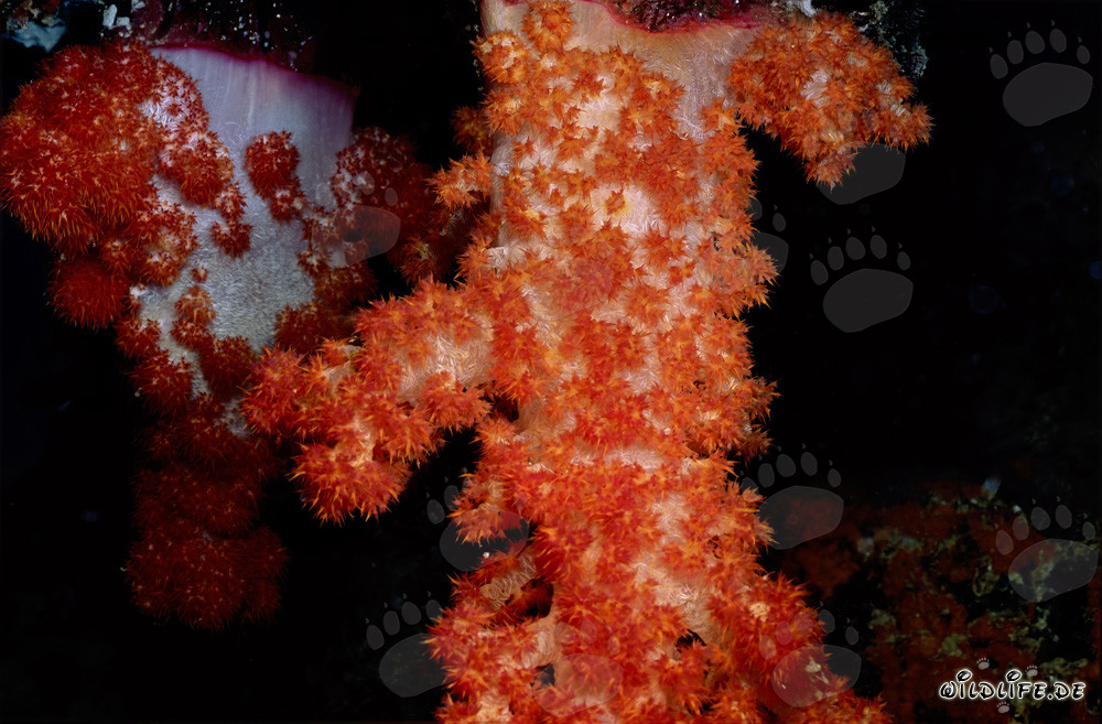 Colorati coralli molli nelle acque cristalline del Pacifico del Sud