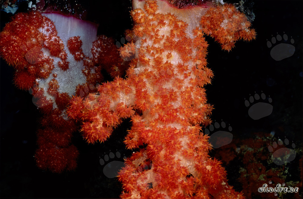 Coraux mous colorés dans les eaux cristallines du Pacifique Sud