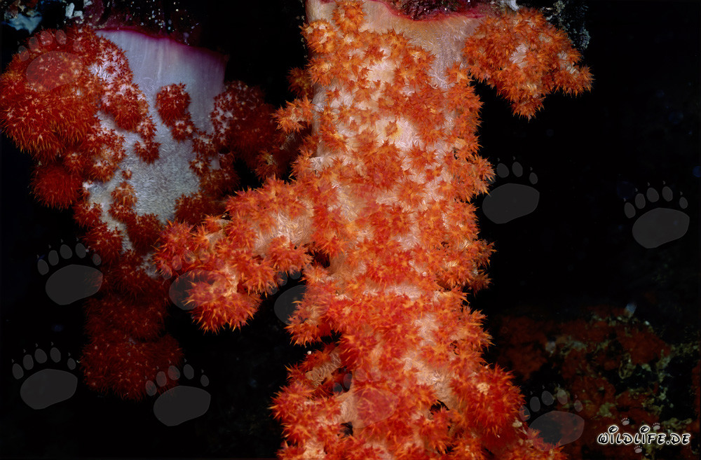 Colorful Soft Corals in the Clear Waters of the South Pacific