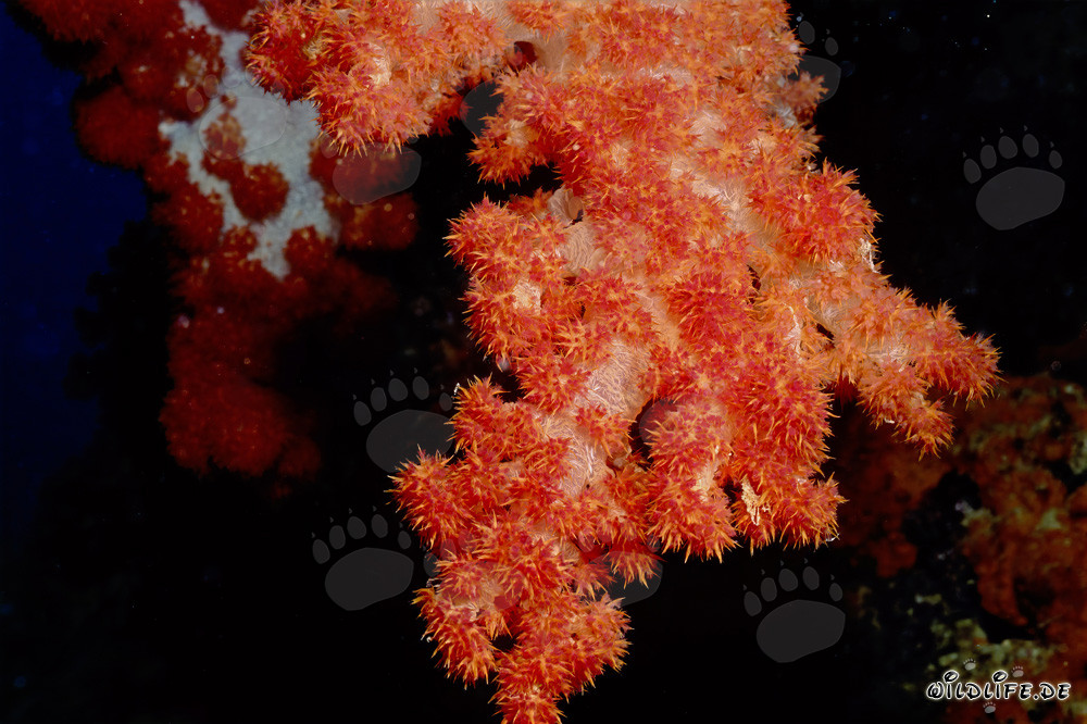Corail mou coloré dans le lagon de Beqa