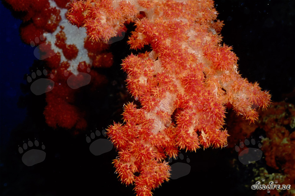 Coral blando colorido en el lago Beqa