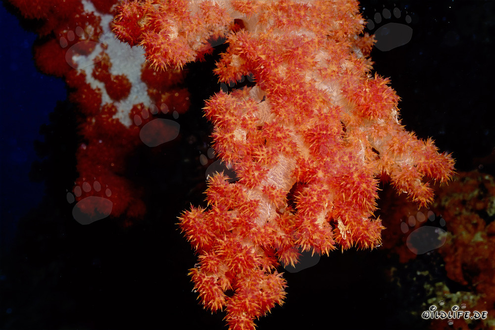 Colorful Soft Coral in Beqa Lagoon