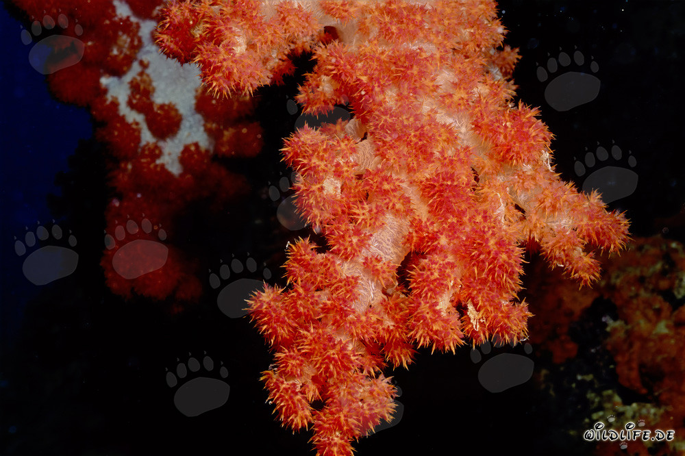Farbenprächtige Weichkoralle in der Beqa Lagoon