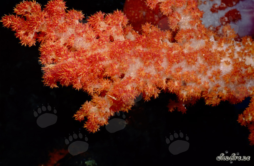 Coral suave rojo brillante en un impresionante arrecife en Fiji
