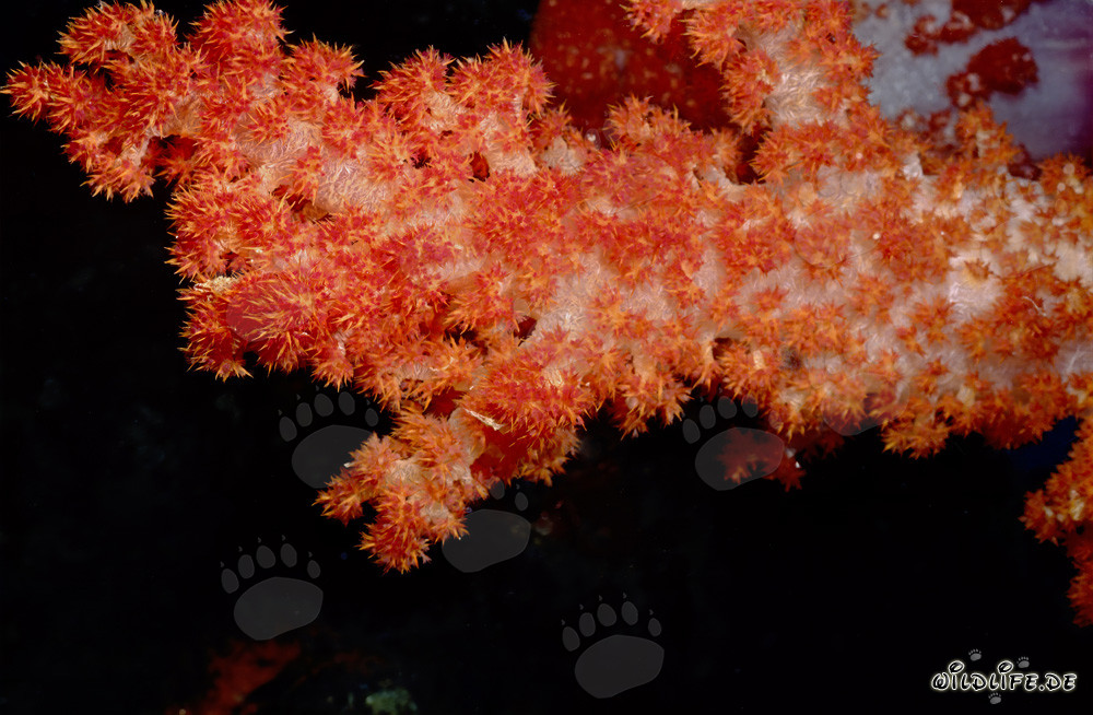 Corallo morbido rosso brillante su un incredibile reef alle Figi