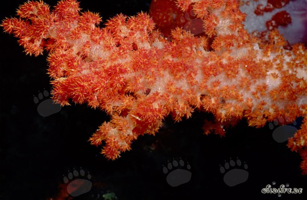 Vibrant Red Soft Coral at a Stunning Reef in Fiji
