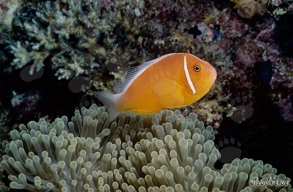 Rotmeer-Anemonenfisch