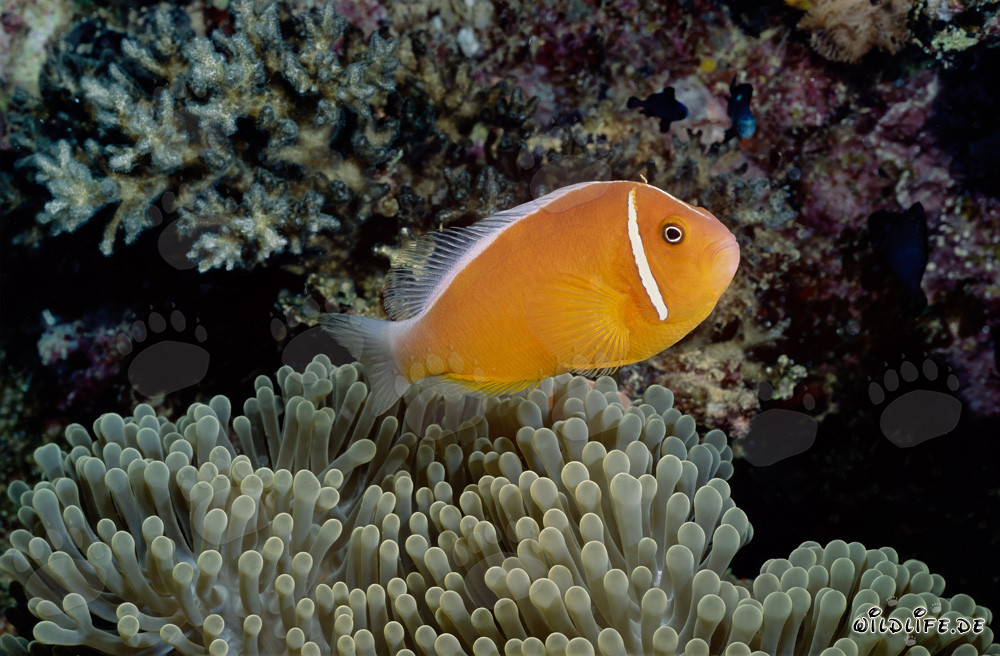 Pesce pagliaccio a collo nella sua colorata anemone