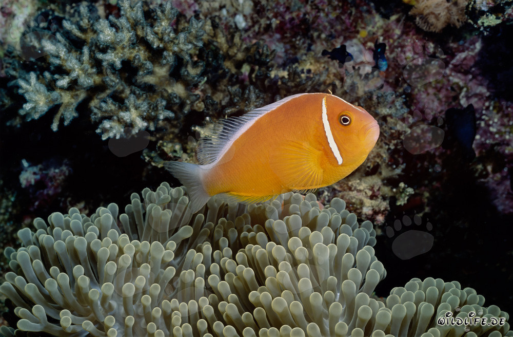 Pink anemonefish (Amphiprion perideraion) in its vibrant anemone