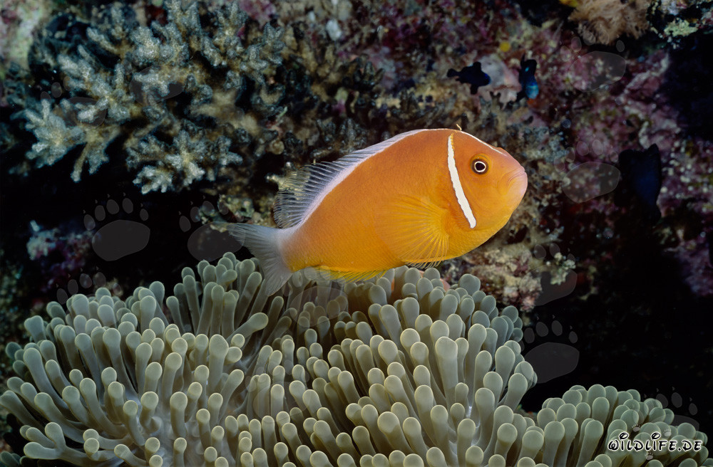 Poisson-clown à collier dans son anémone colorée
