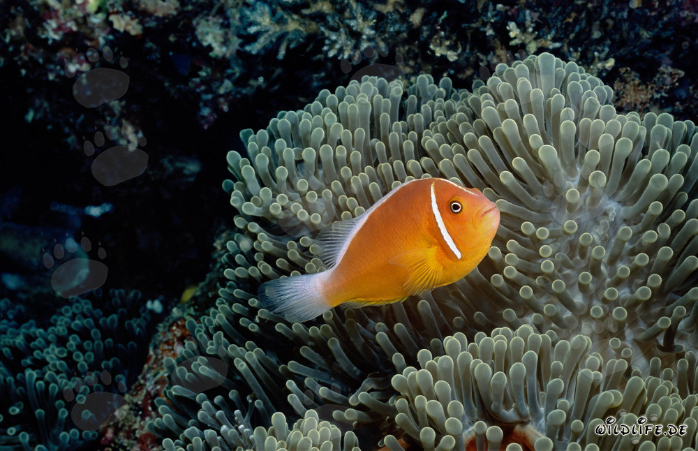 Rotmeer-Anemonenfisch