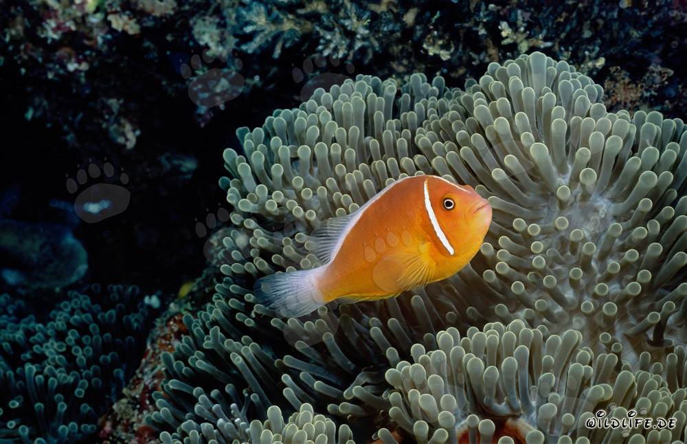 Pesce pagliaccio a collo con anemone al Shark Reef nel Beqa Lagoon a Viti Levu, Figi