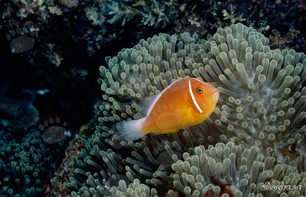 Pez payaso de collar con anémona en Shark Reef en el lago Beqa en Viti Levu, Fiji