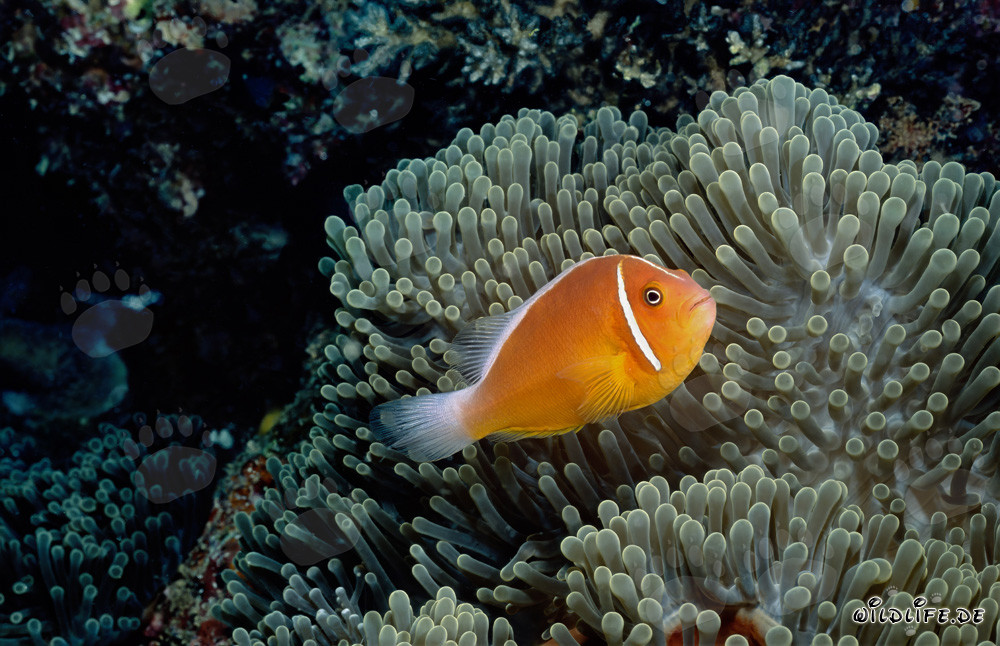 Pink anemonefish (Amphiprion perideraion) at Shark Reef in Beqa Lagoon, Viti Levu, Fiji