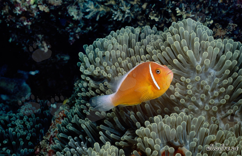 Poisson-clown à collier avec anémone au Shark Reef dans le lagon de Beqa à Viti Levu, Fidji