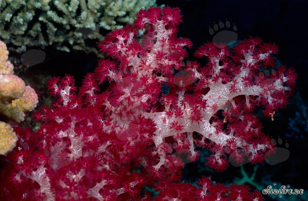 Corail mou rouge vif dans un récif corallien spectaculaire aux îles Fidji