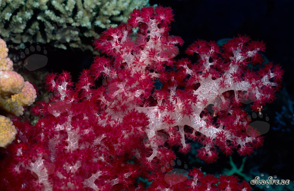 Coral blando rojo brillante en un impresionante arrecife de coral en las Islas Fiyi
