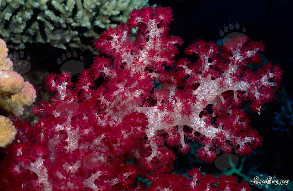 Corallo molle rosso brillante in uno splendido reef corallino nelle isole Figi