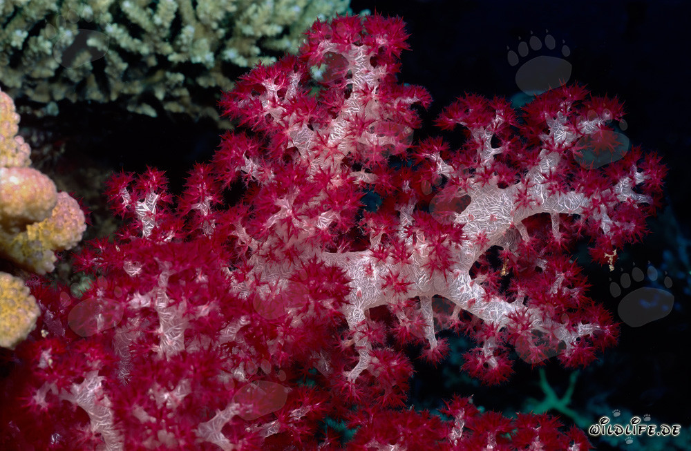 Vibrant red soft coral in a stunning coral reef in Fiji
