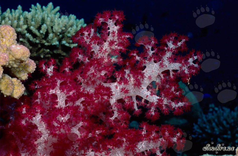 Corail mou fluorescent dans le récif de Fidji