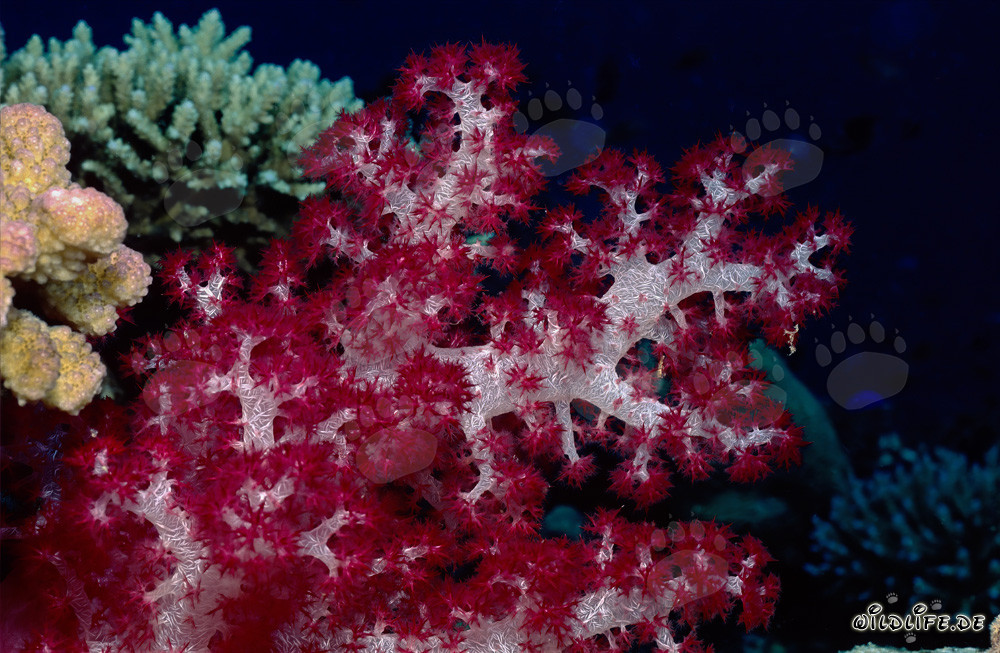 Coral blando luminoso en el arrecife de Fiji