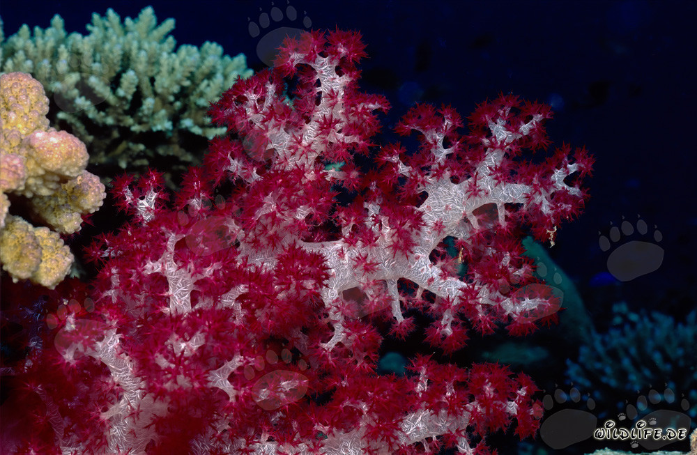 Glowing Soft Coral in the Reef in Fiji