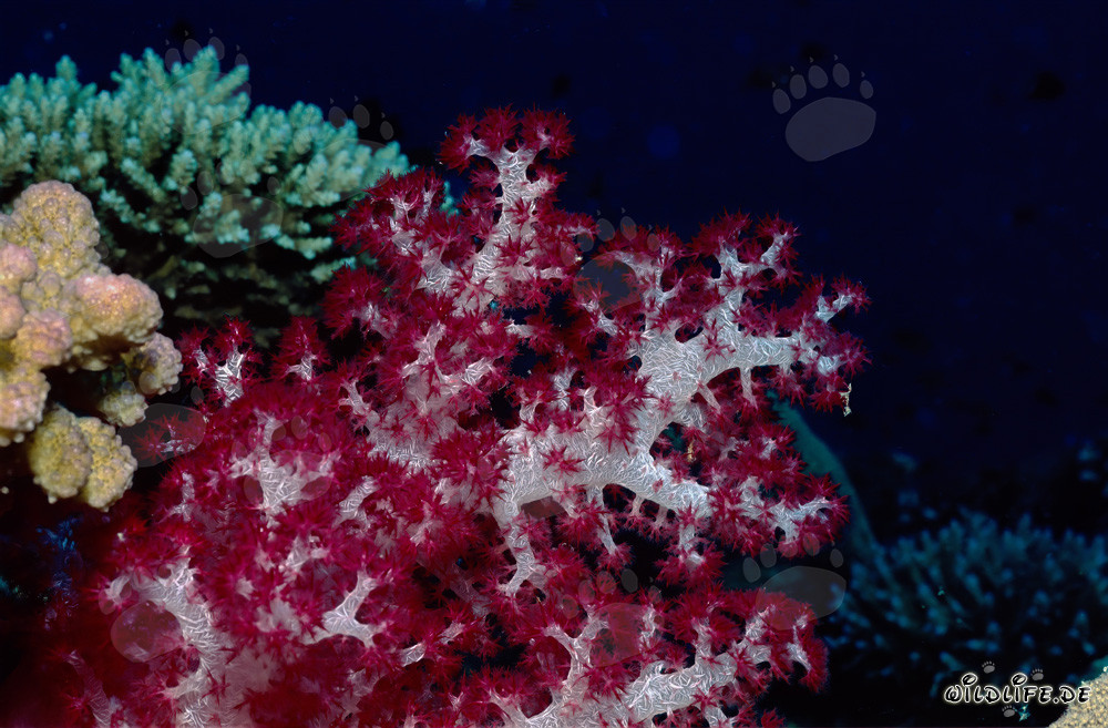 Splendeur colorée fascinante des coraux mous (Dendronephthya sp)