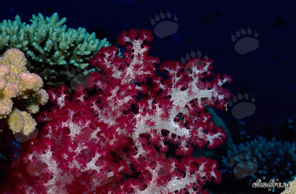 Splendore colorato affascinante dei coralli molli (Dendronephthya sp)