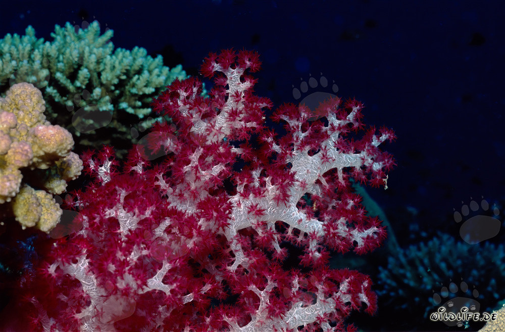 Fascinating Colorful Soft Corals (Dendronephthya sp)