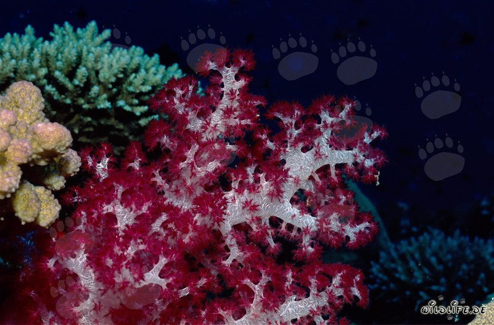 Faszinierende Farbenpracht der Weichkoralle (Dendronephthya sp)