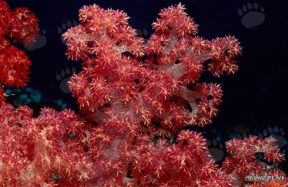 Farbenfrohe Weichkoralle (Dendronephthya sp) in der Beqa Lagune, Fiji