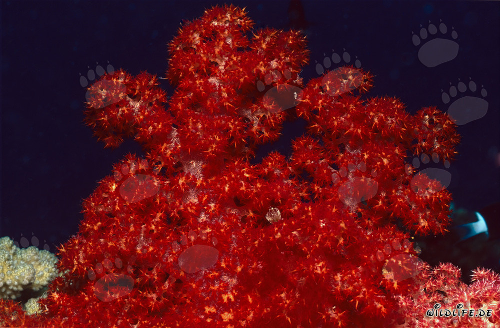 Coral blando intensamente rojo (Dendronephthya sp) brillante en el arrecife de coral