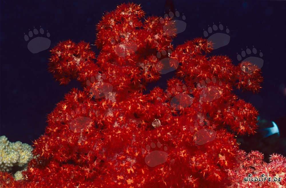 Coraux mous intensément rouges (Dendronephthya sp) lumineux dans le récif corallien