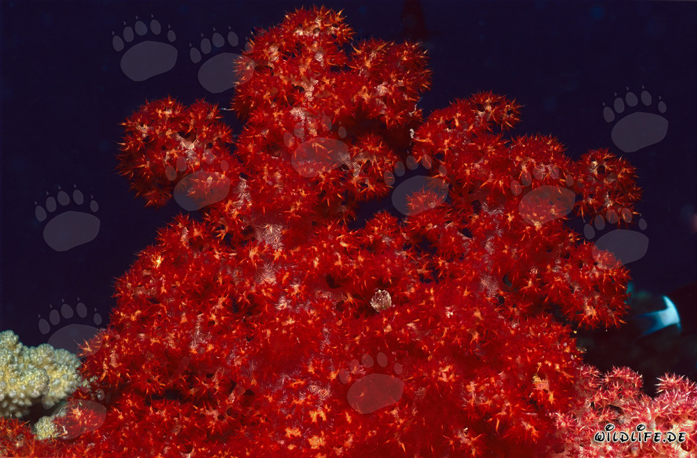 Intensiv rot leuchtende Weichkoralle (Dendronephthya sp) im Korallenriff