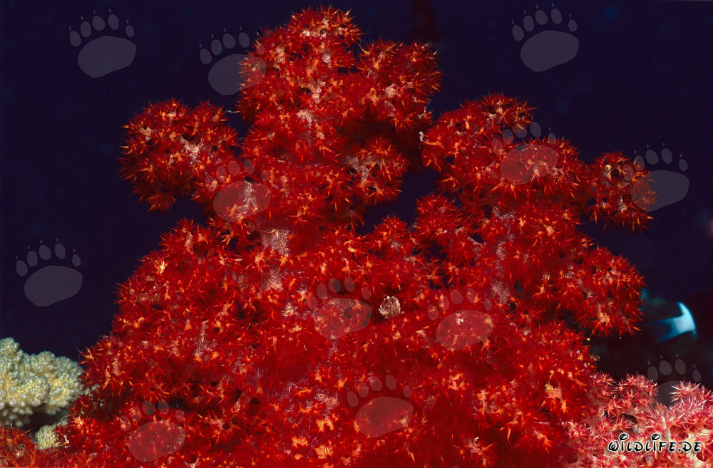 Vibrant red soft coral (Dendronephthya sp) in the coral reef
