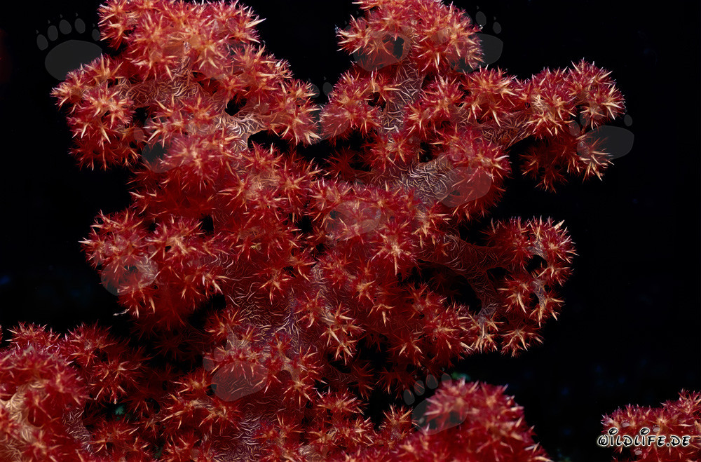Coral blando colorido (Dendronephthya sp) en el Pacífico Sur