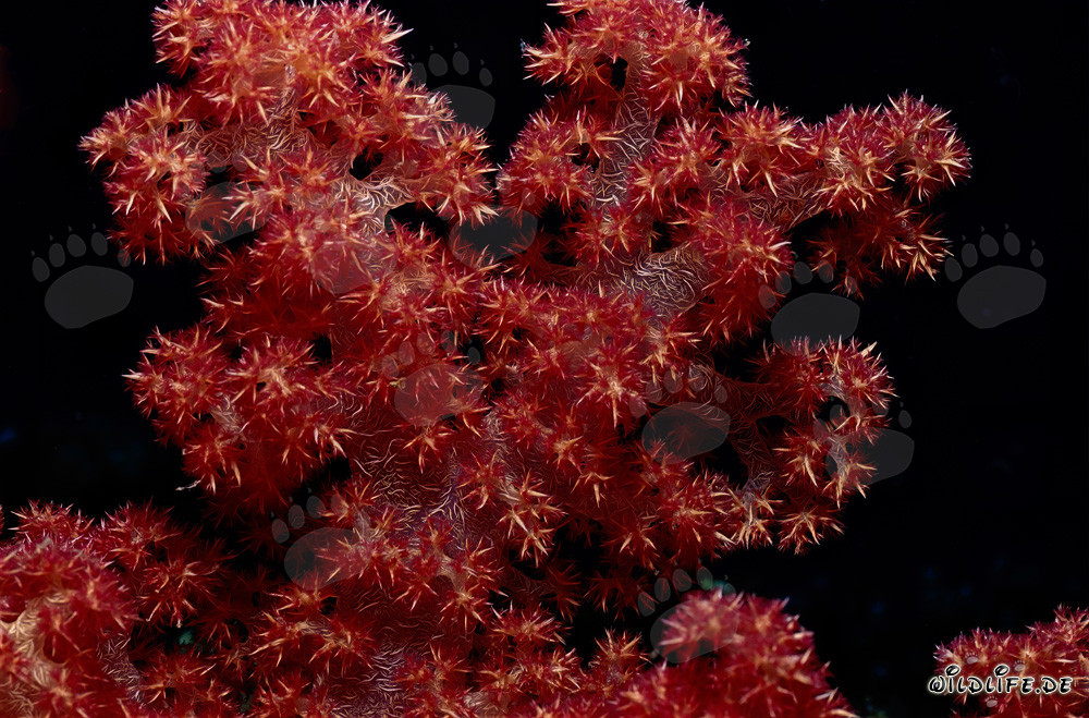 Farbenprächtige Weichkoralle (Dendronephthya sp) im Südpazifik