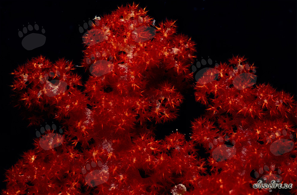 Fascinating Soft Corals in Vibrant Colors