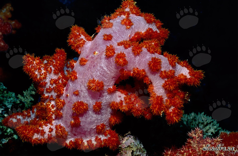 Corail mou fascinant dans le récif de Beqa Lagoon, Fidji