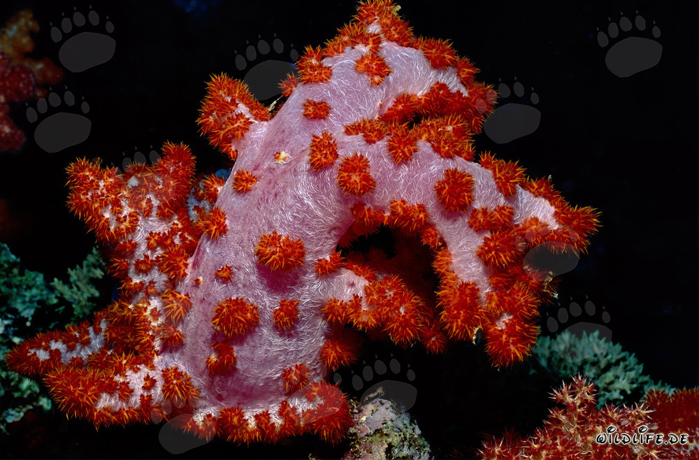 Coral blando fascinante en el arrecife de Beqa Lagoon, Fiji