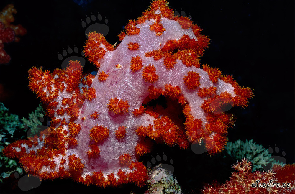 Fascinante corallo molle nella barriera corallina di Beqa Lagoon, Figi