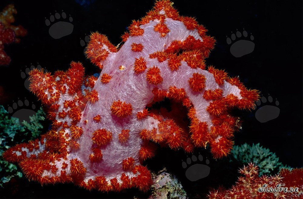 Fascinating soft coral in the Beqa Lagoon Reef, Fiji